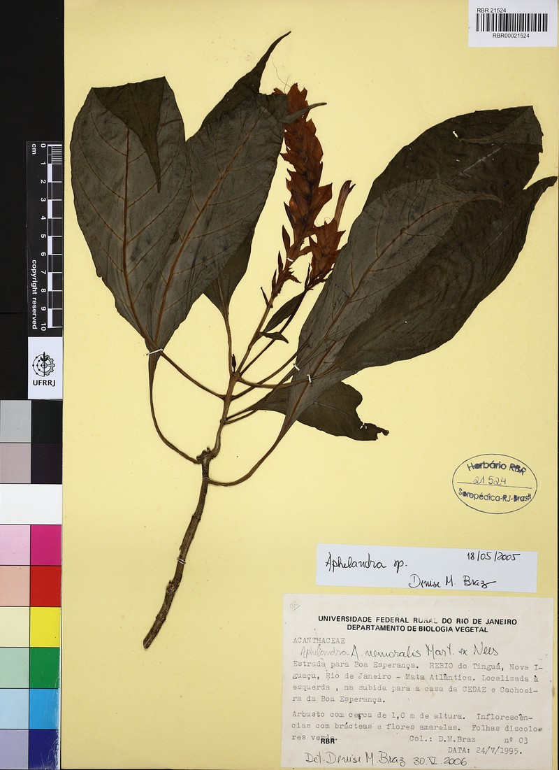 Aphelandra nemoralis photo 3