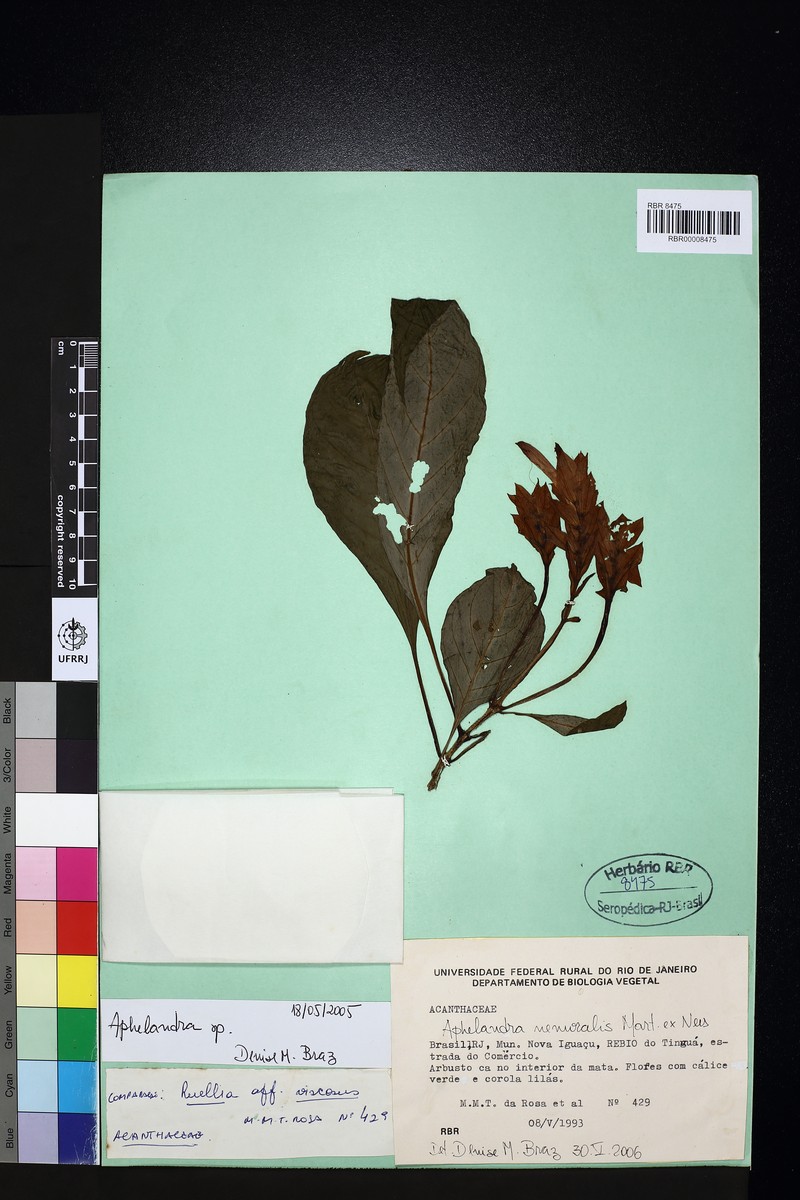 Aphelandra nemoralis photo 4