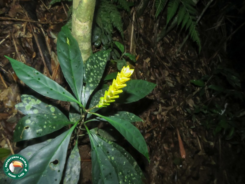 Aphelandra nemoralis