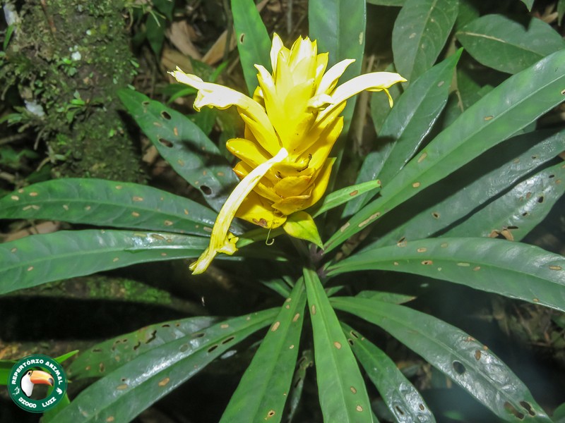 Aphelandra nemoralis photo 5
