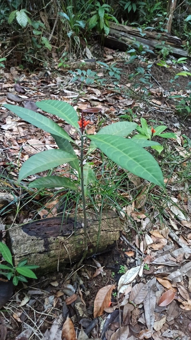 Aphelandra nitida