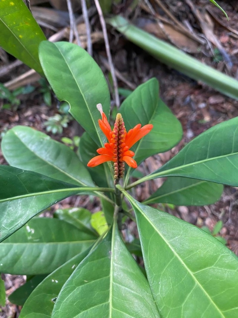 Aphelandra nitida photo 2
