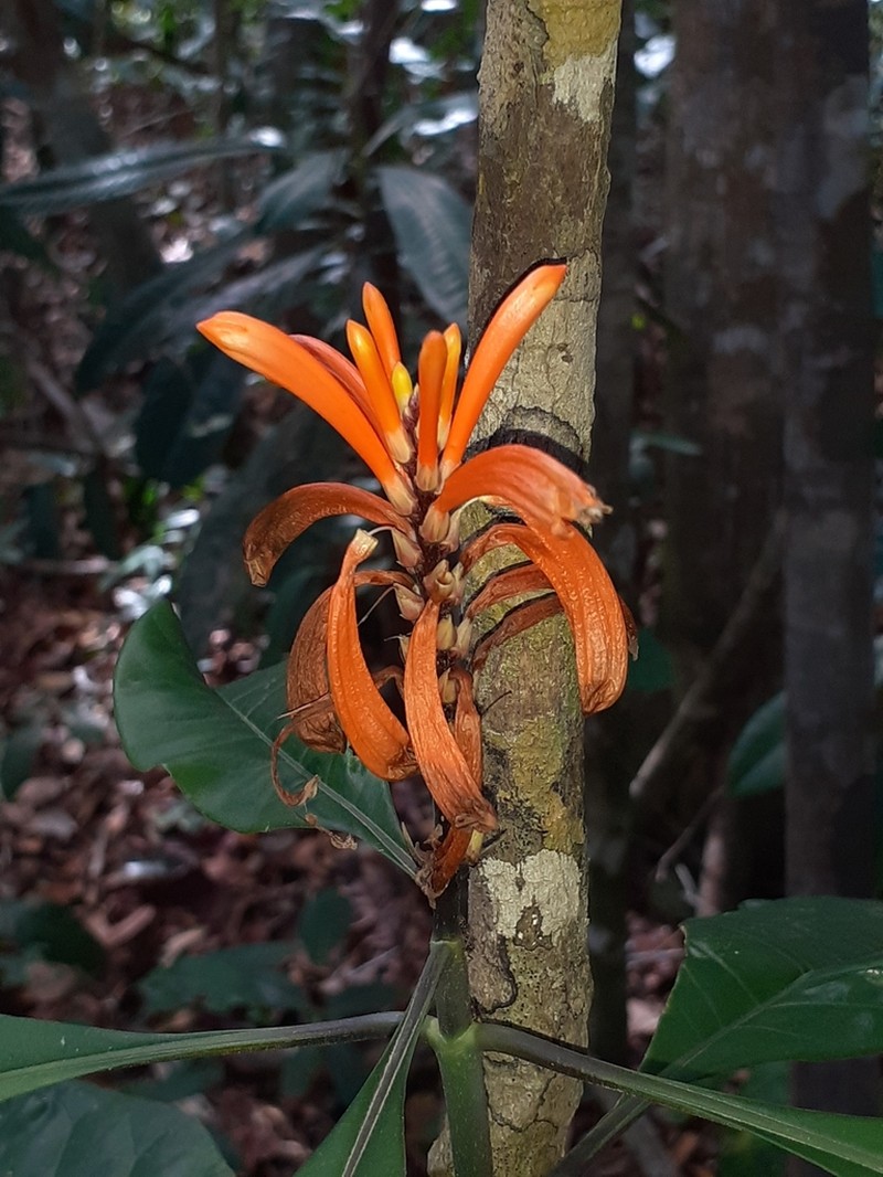 Aphelandra nitida photo 3