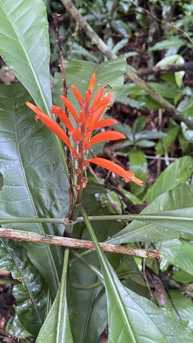 Aphelandra nitida photo 4