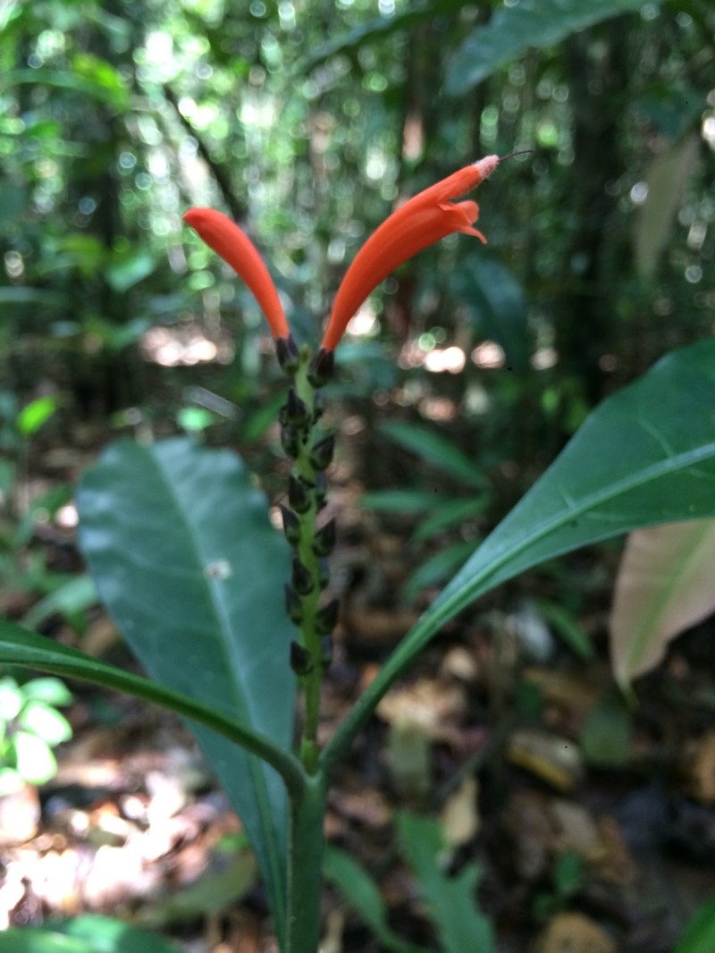 Aphelandra nitida photo 5