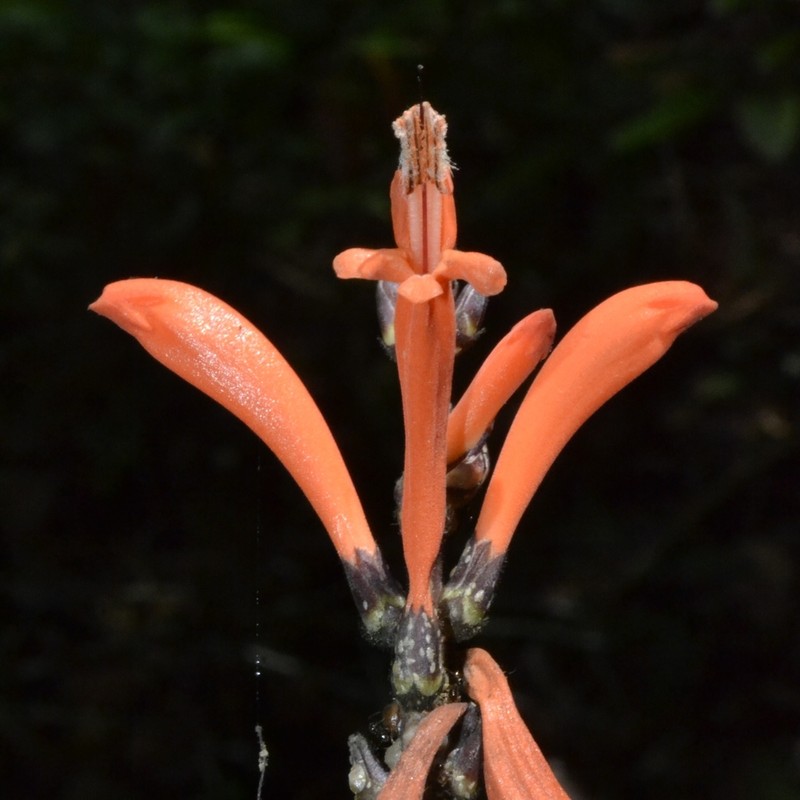 Aphelandra nitida photo 6