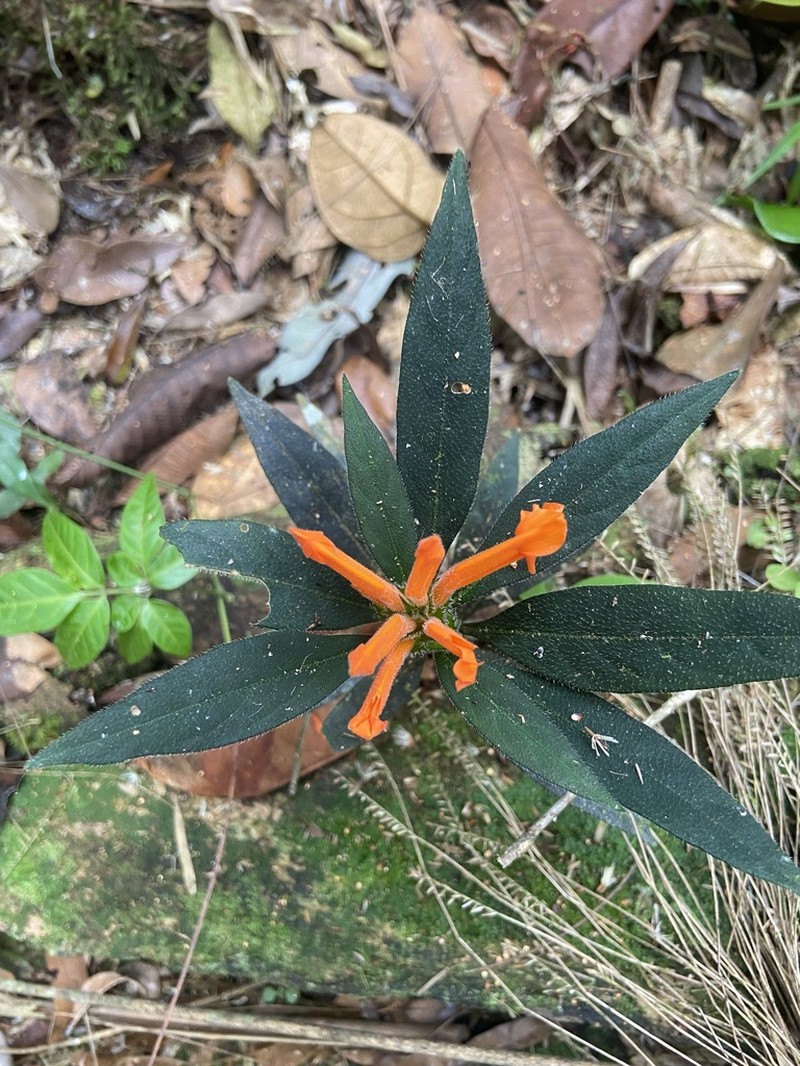 Aphelandra nitida photo 7