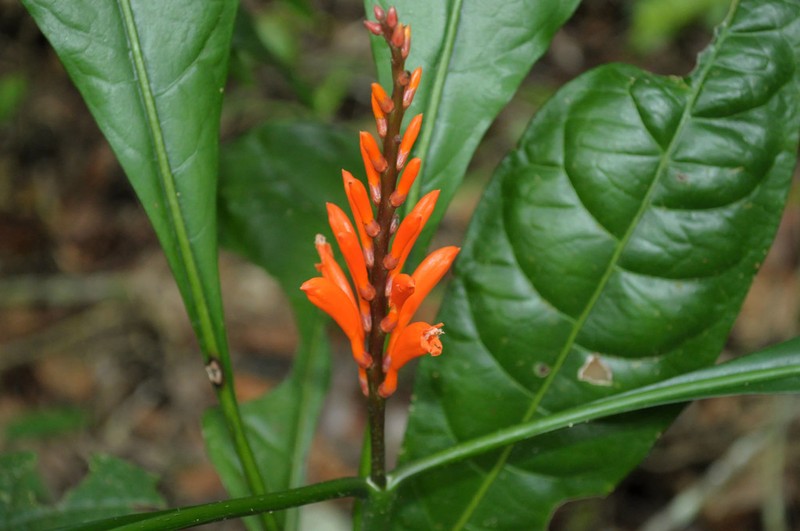 Aphelandra nitida photo 8