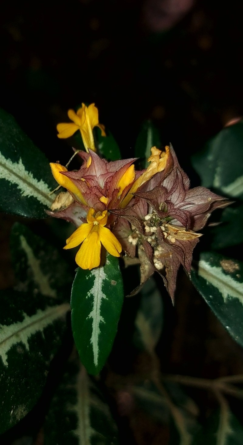 Aphelandra ornata