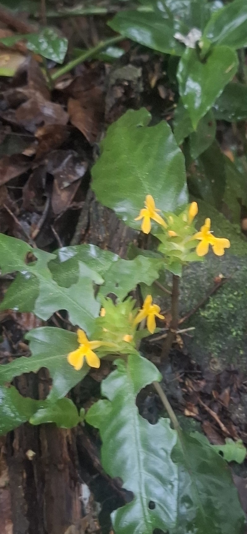 Aphelandra ornata photo 2