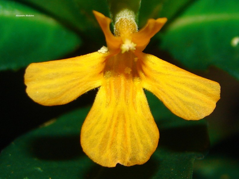 Aphelandra ornata photo 4