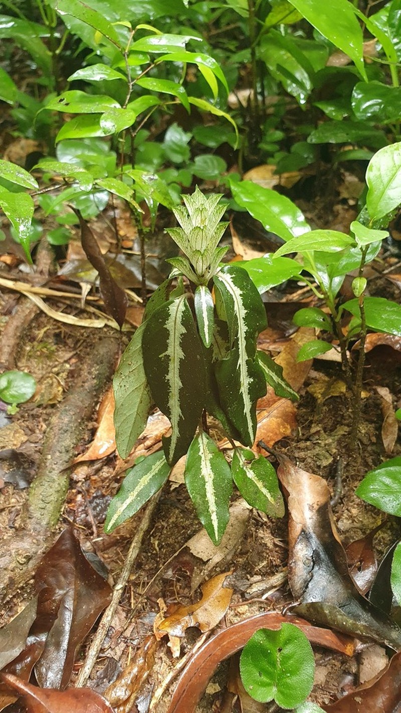 Aphelandra ornata photo 5