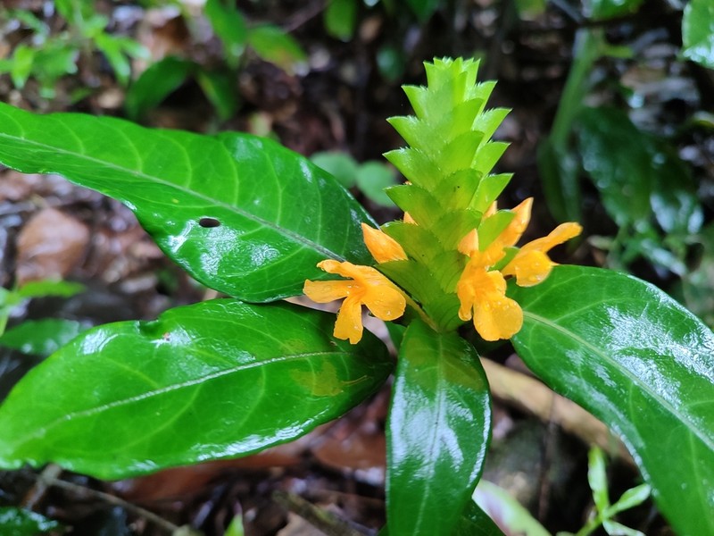 Aphelandra ornata photo 6