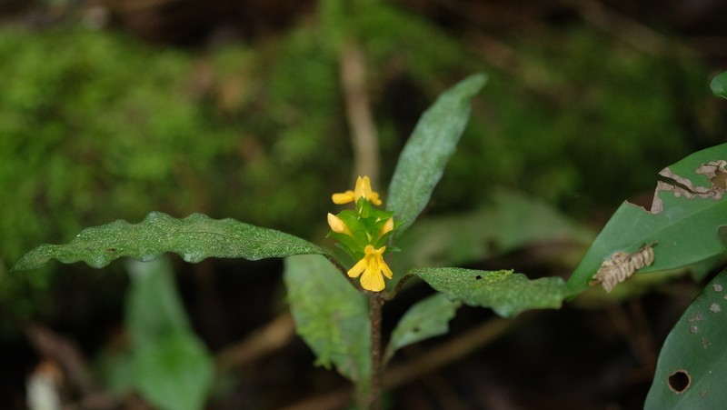 Aphelandra ornata photo 7