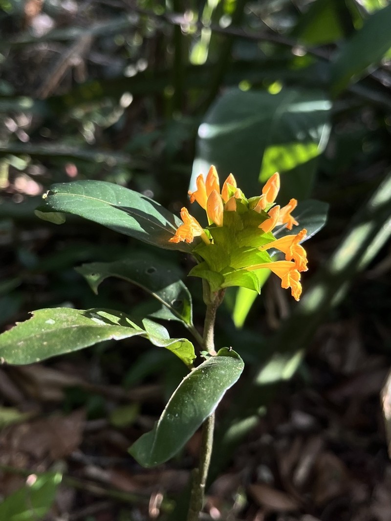 Aphelandra ornata photo 8
