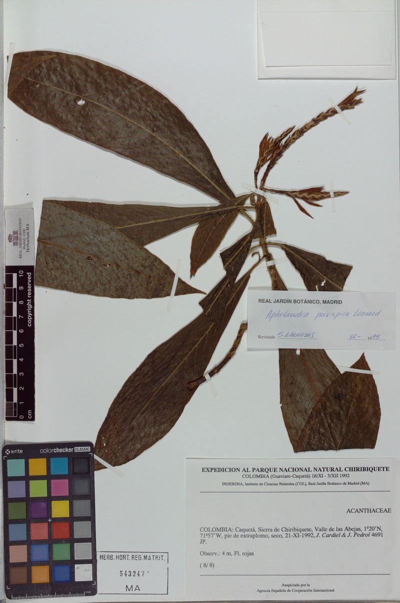 Aphelandra parvispica