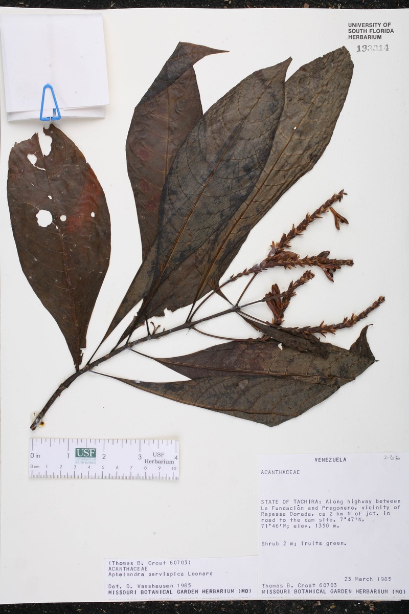 Aphelandra parvispica photo 2