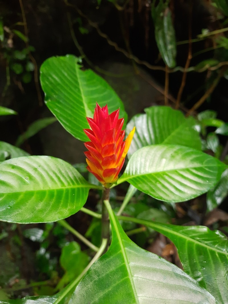 Aphelandra paulensis