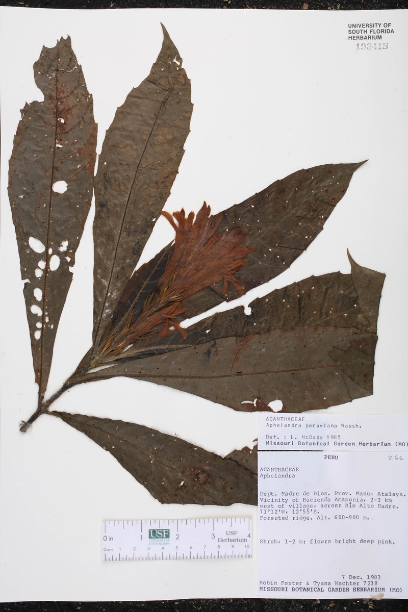 Aphelandra peruviana