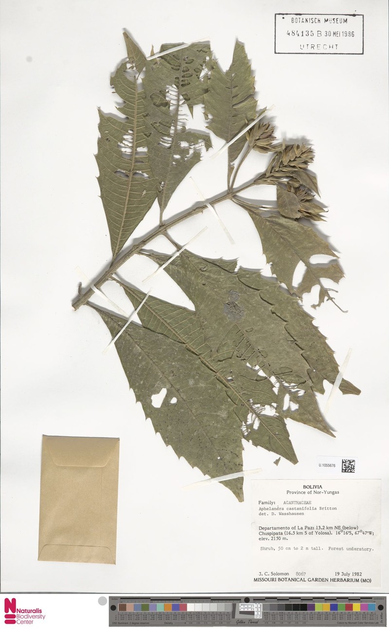 Aphelandra peruviana photo 2