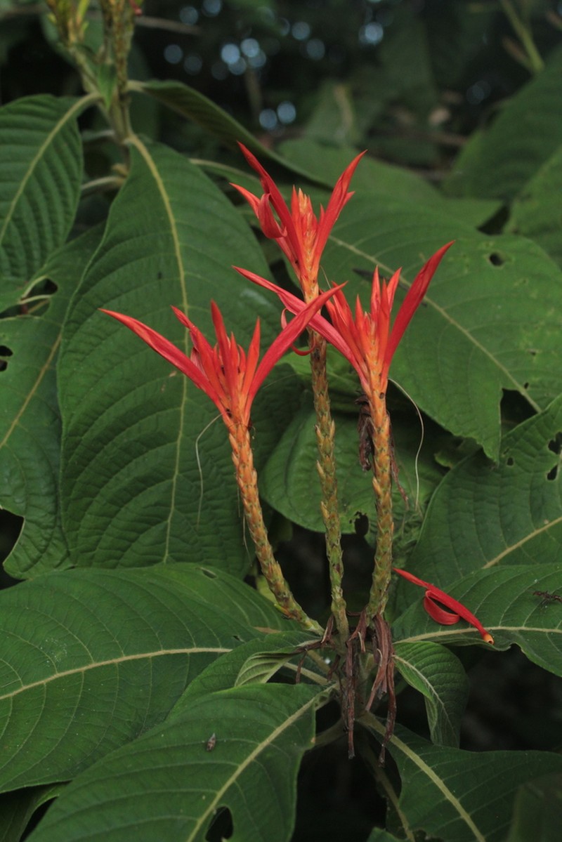 Aphelandra pilosa