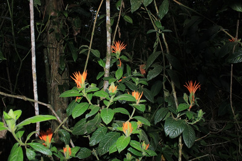 Aphelandra pinarotricha photo 2
