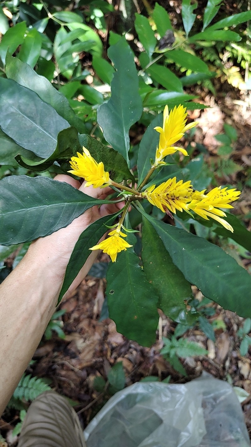 Aphelandra prismatica