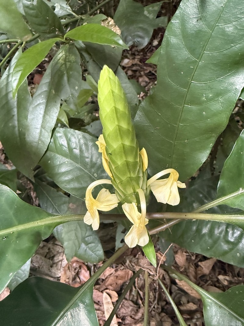 Aphelandra prismatica photo 2