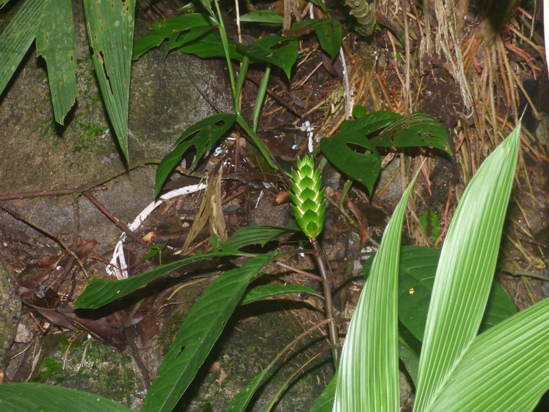 Aphelandra prismatica photo 3