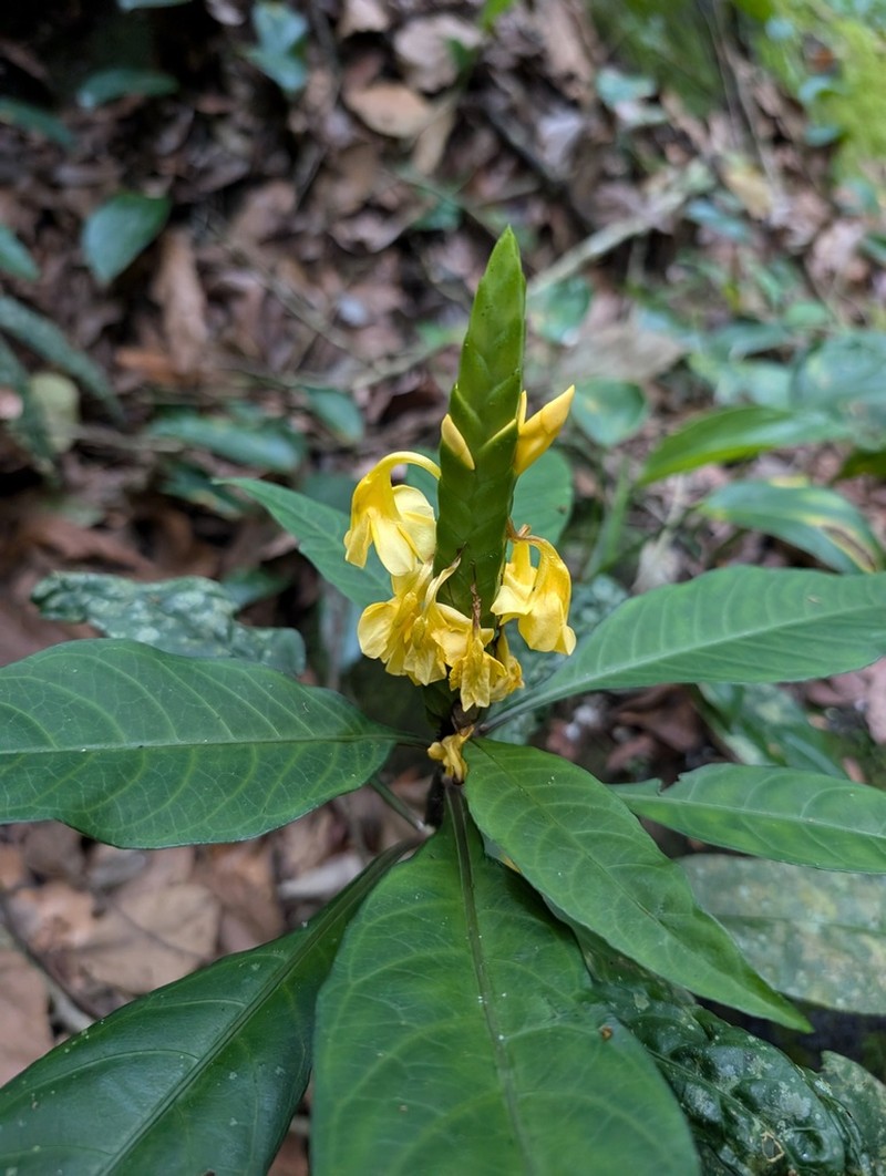 Aphelandra prismatica photo 4