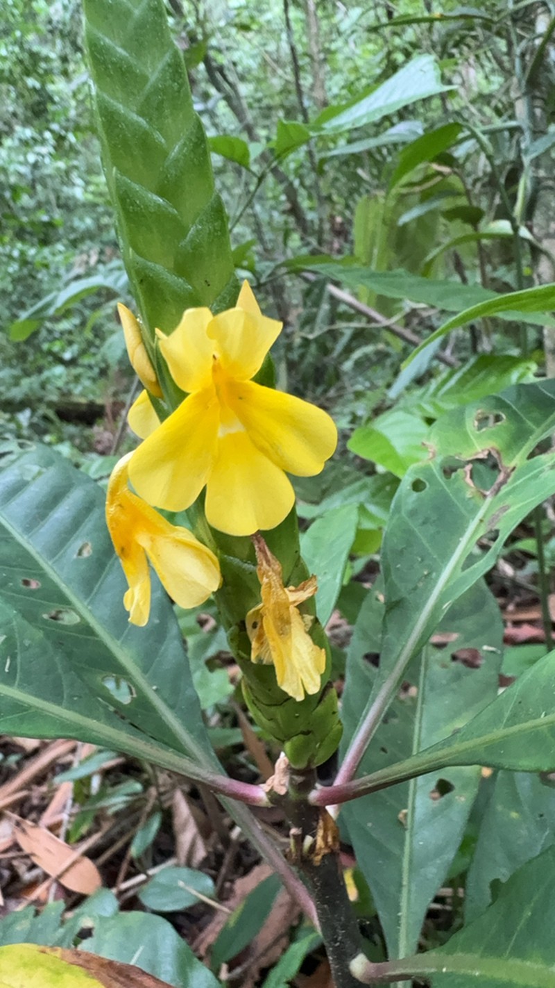 Aphelandra prismatica photo 5