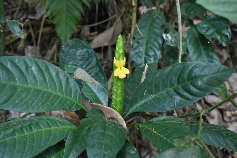 Aphelandra prismatica photo 6
