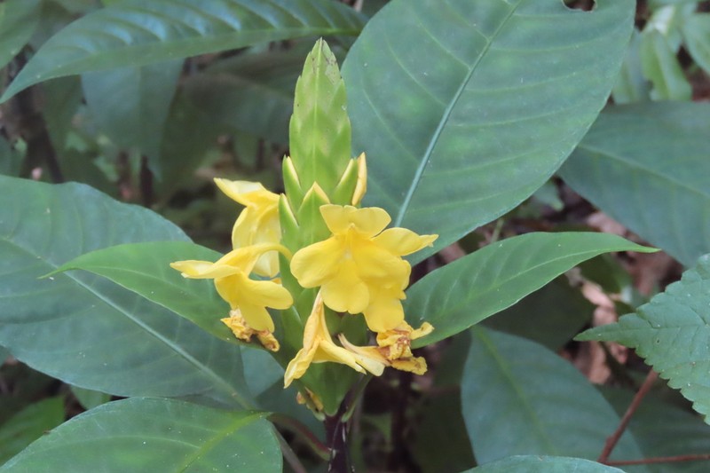 Aphelandra prismatica photo 7