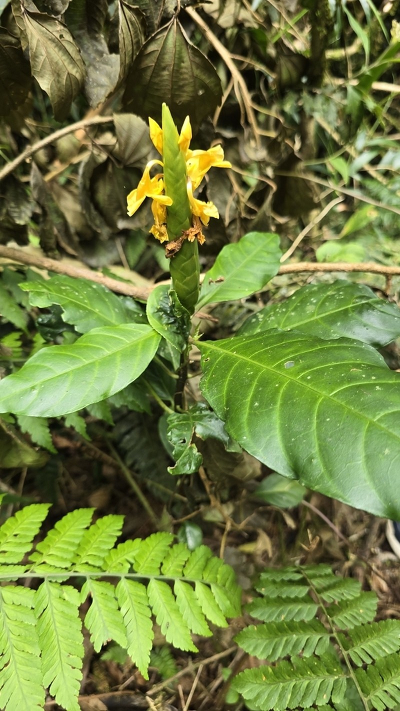 Aphelandra prismatica photo 8