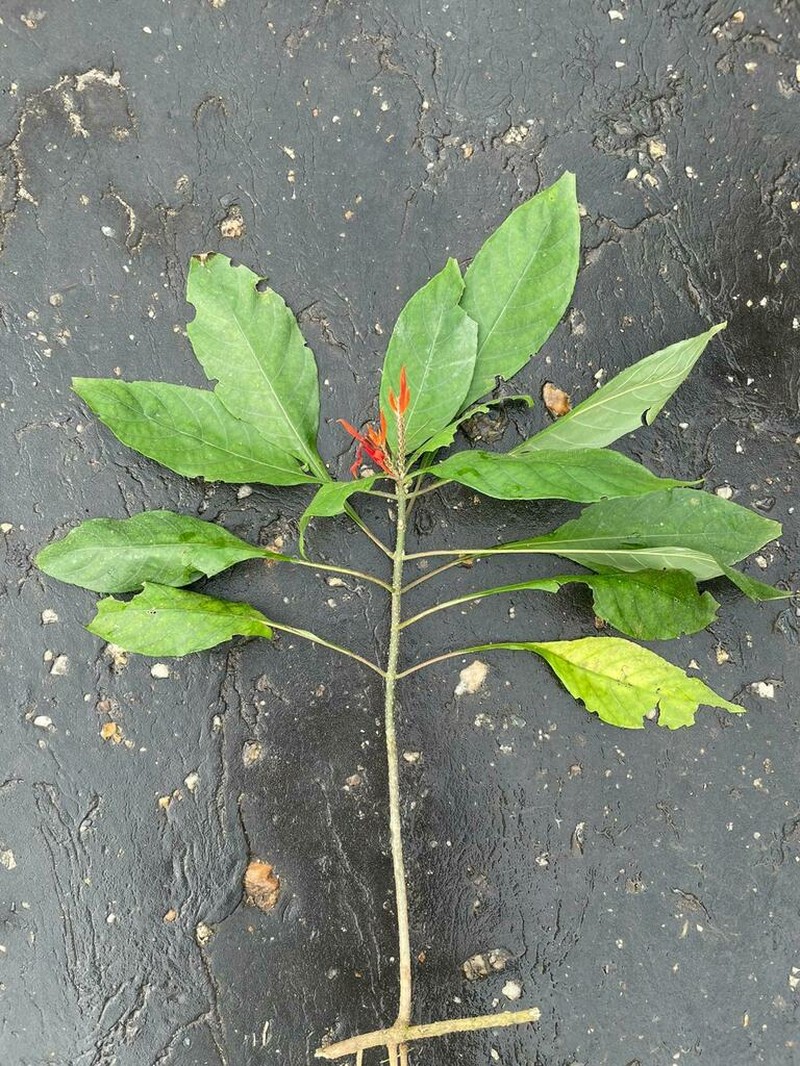 Aphelandra pulcherrima