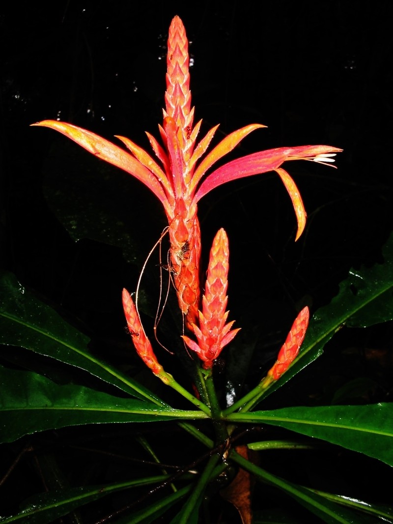 Aphelandra pulcherrima photo 2