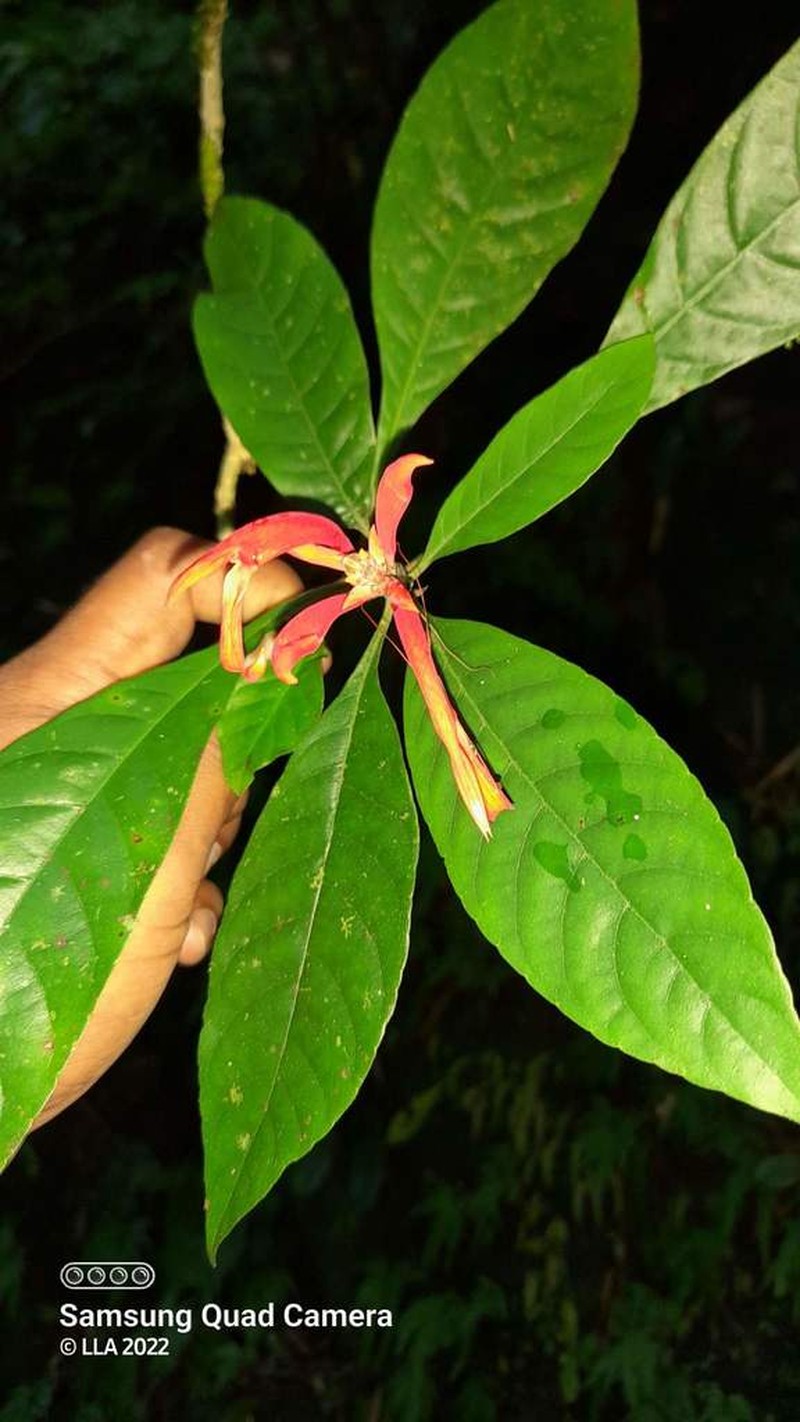 Aphelandra pulcherrima photo 3