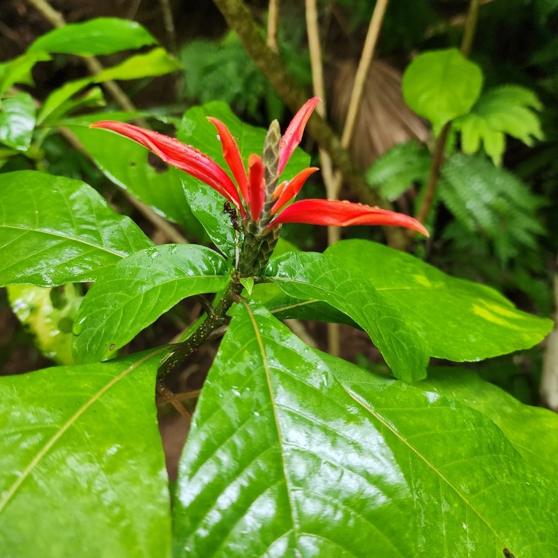 Aphelandra pulcherrima photo 4