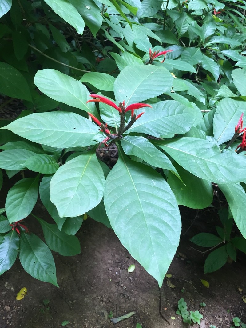 Aphelandra pulcherrima photo 5