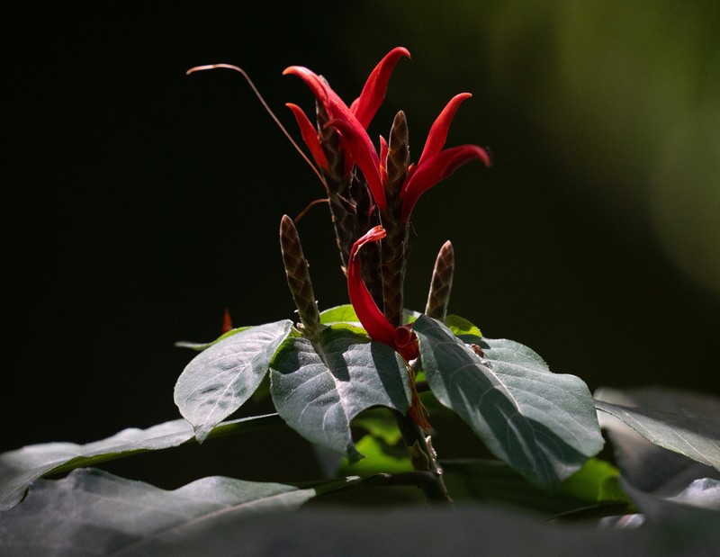 Aphelandra pulcherrima photo 6