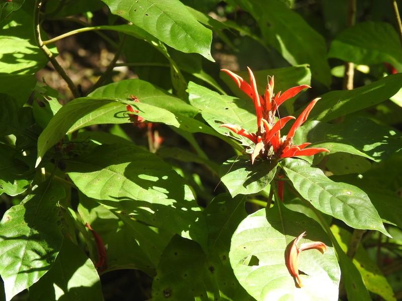 Aphelandra pulcherrima photo 7