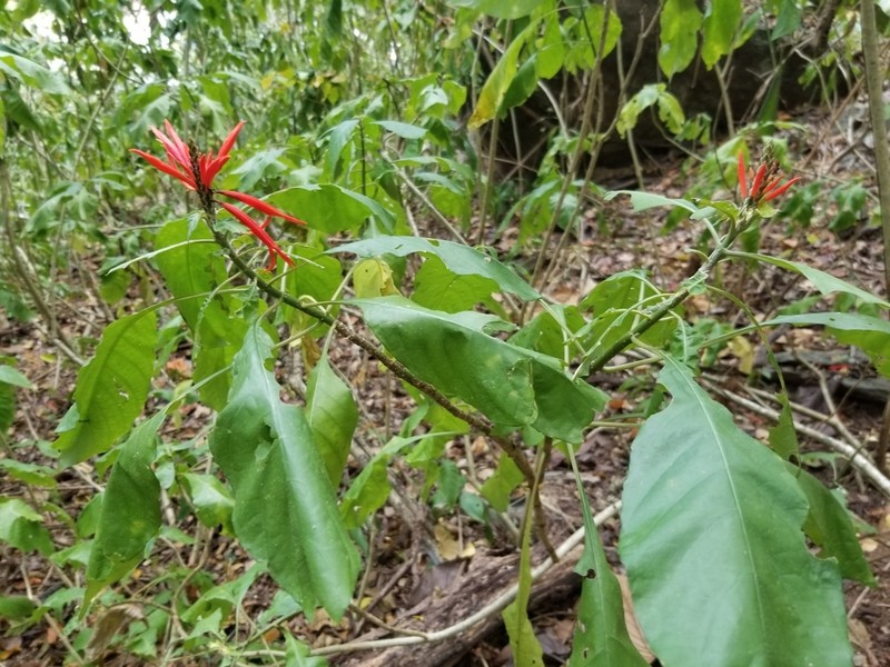 Aphelandra pulcherrima photo 8
