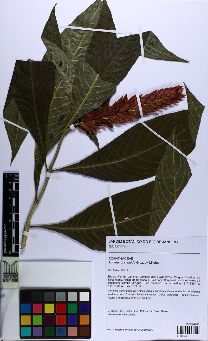 Aphelandra rigida