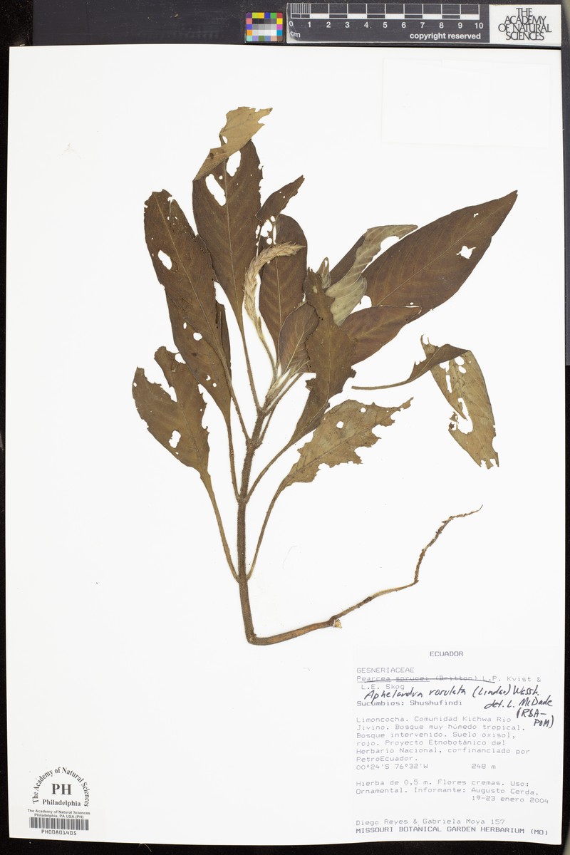 Aphelandra rosulata