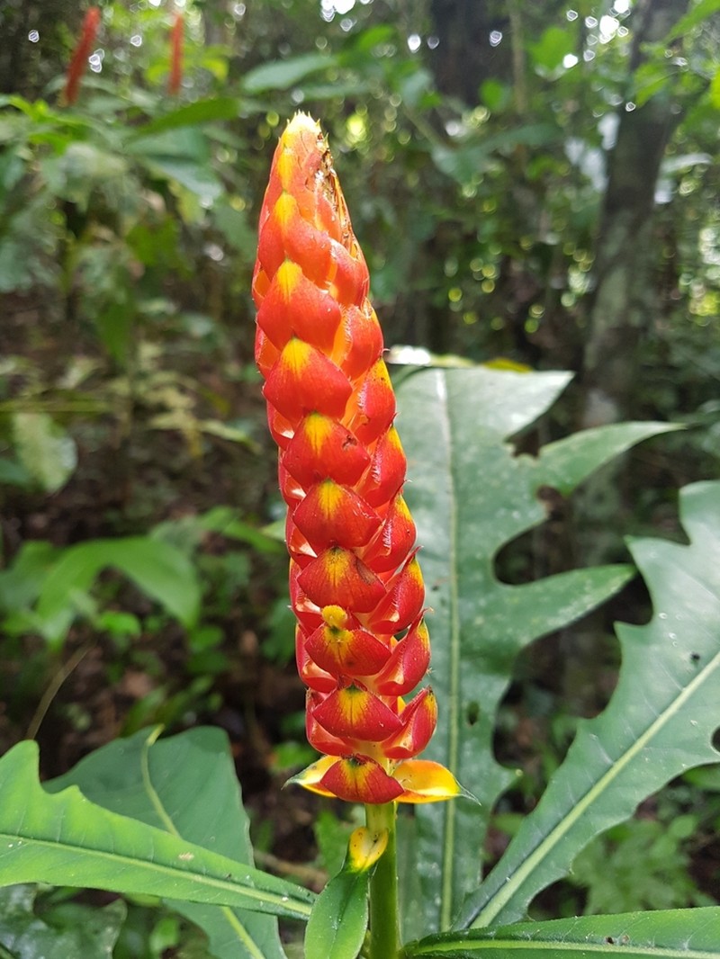 Aphelandra rubra