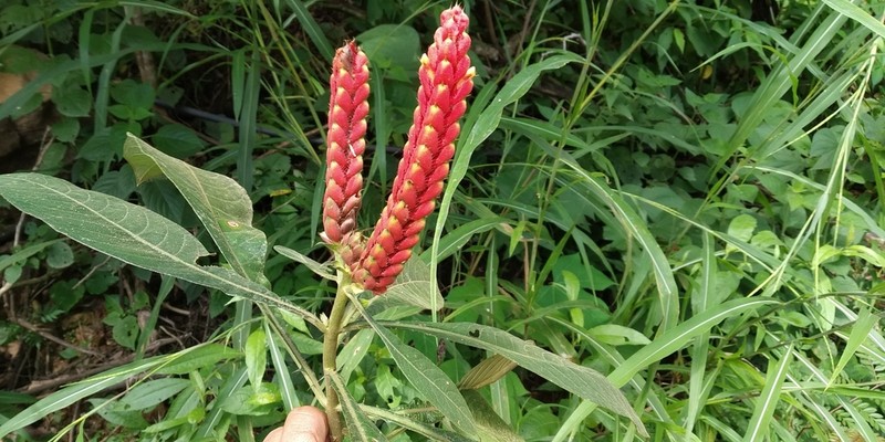 Aphelandra rubra photo 2