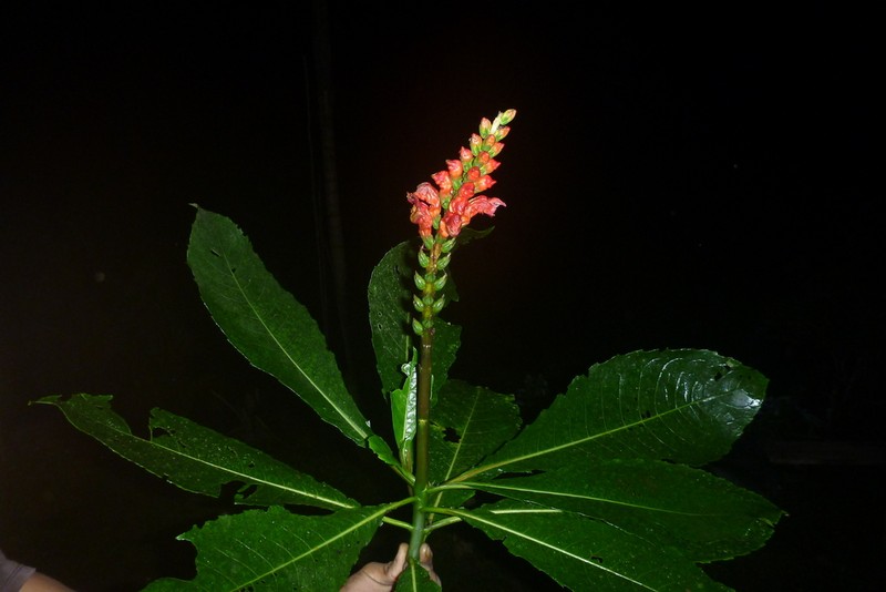 Aphelandra rugosa