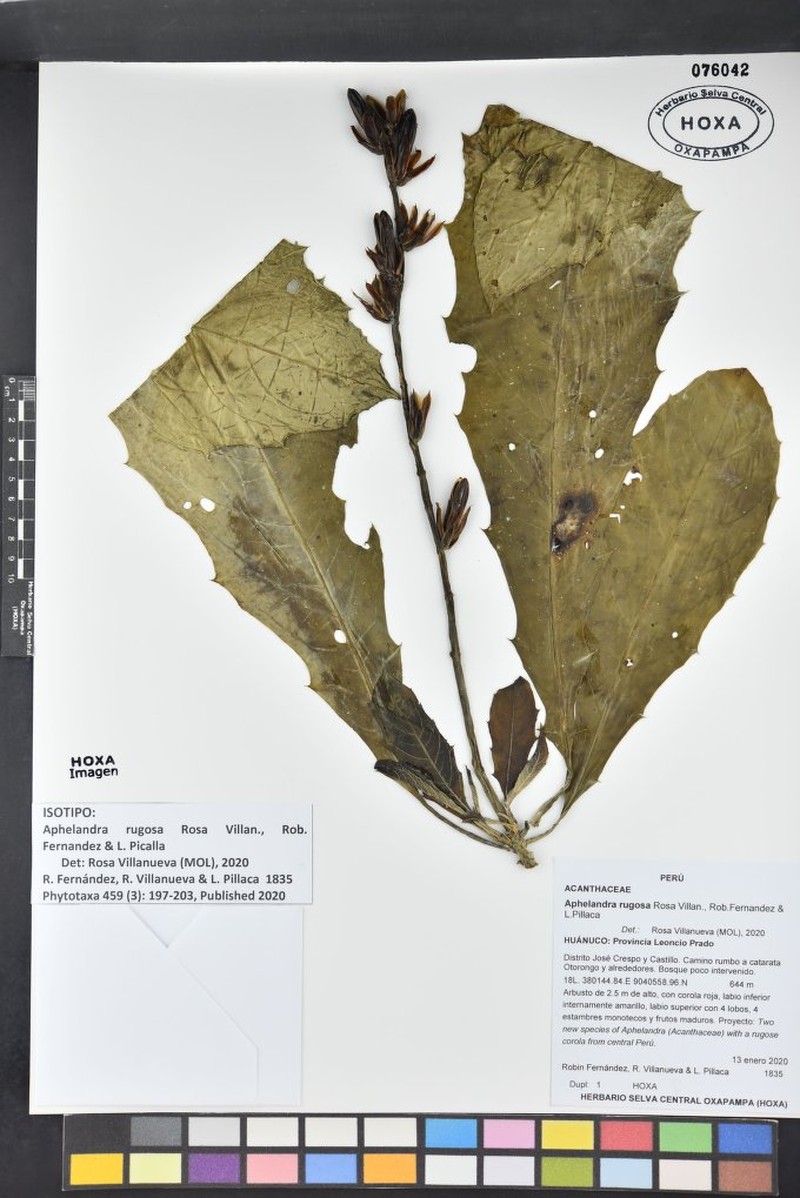 Aphelandra rugosa photo 2