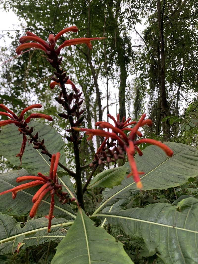 Aphelandra runcinata