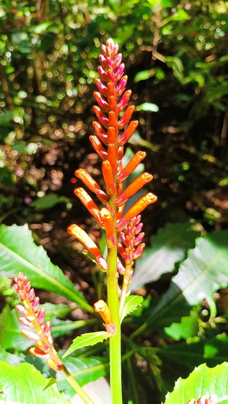 Aphelandra runcinata photo 2